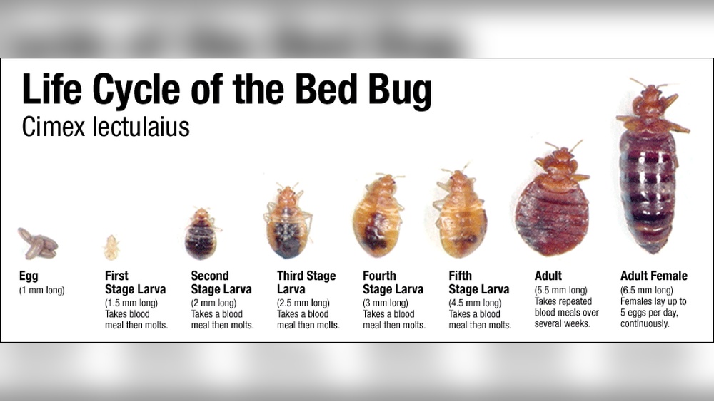 How Long Do Bed Bugs Take to Infest
