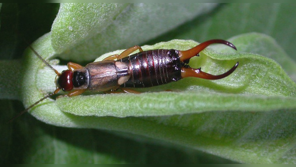 How Long Do Earwigs Live in Your House