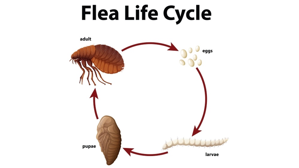 How Long Do Fleas Survive in Carpet