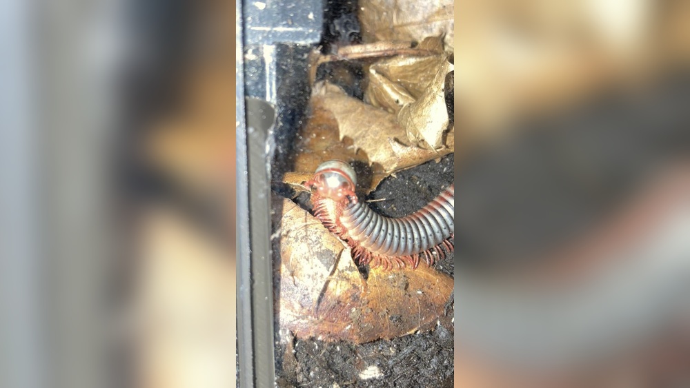 How Long Do Giant African Millipedes Live