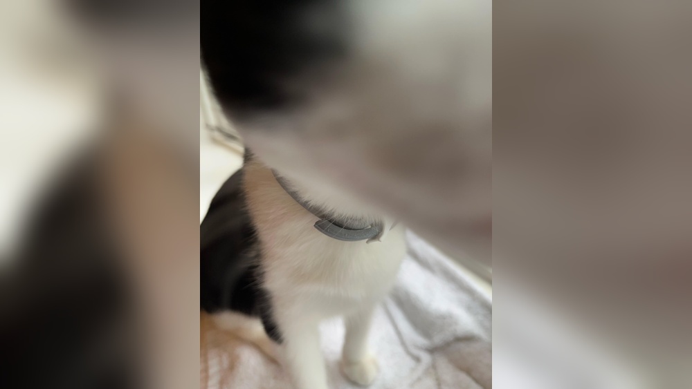 How Long Does a Flea Collar Last