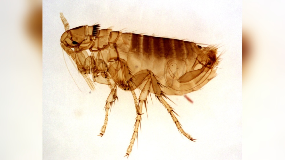 How Long Does Diatomaceous Earth Take to Kill Fleas