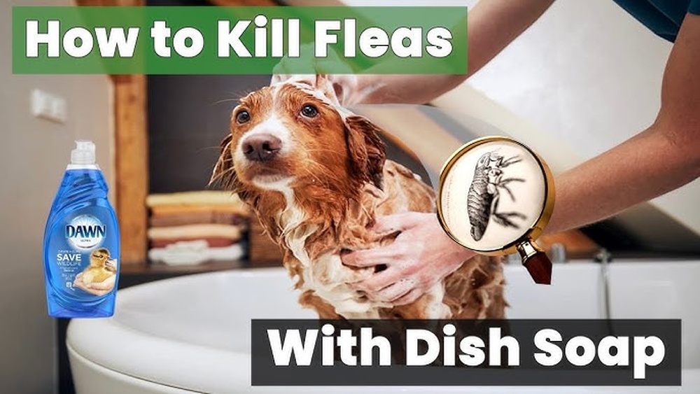 How Long Does It Take Dawn to Kill Fleas