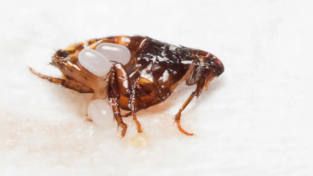 How Long Does It Take Flea Eggs to Hatch