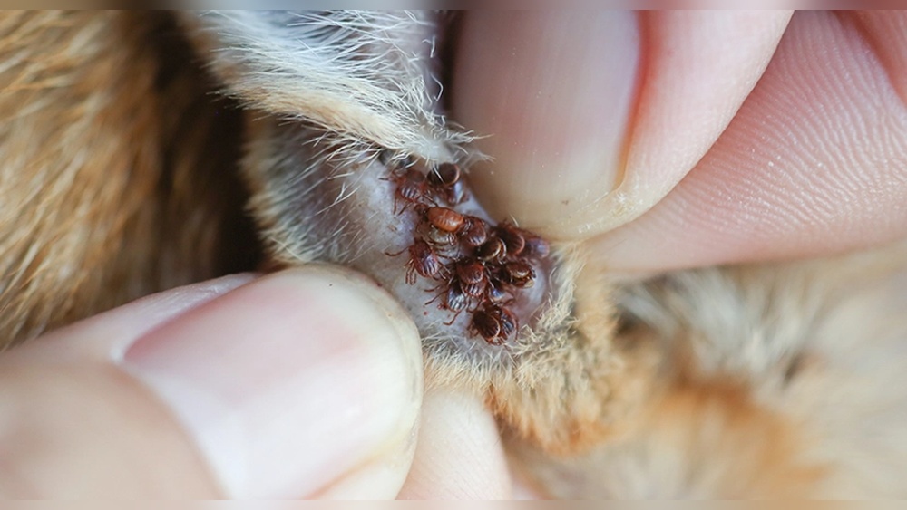How Long Does It Take for Fleas to Die