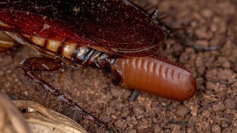 How Many Cockroaches Hatch from One Egg