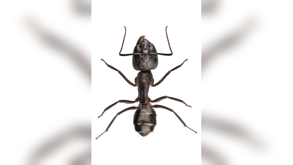 How Many Legs Ant Have