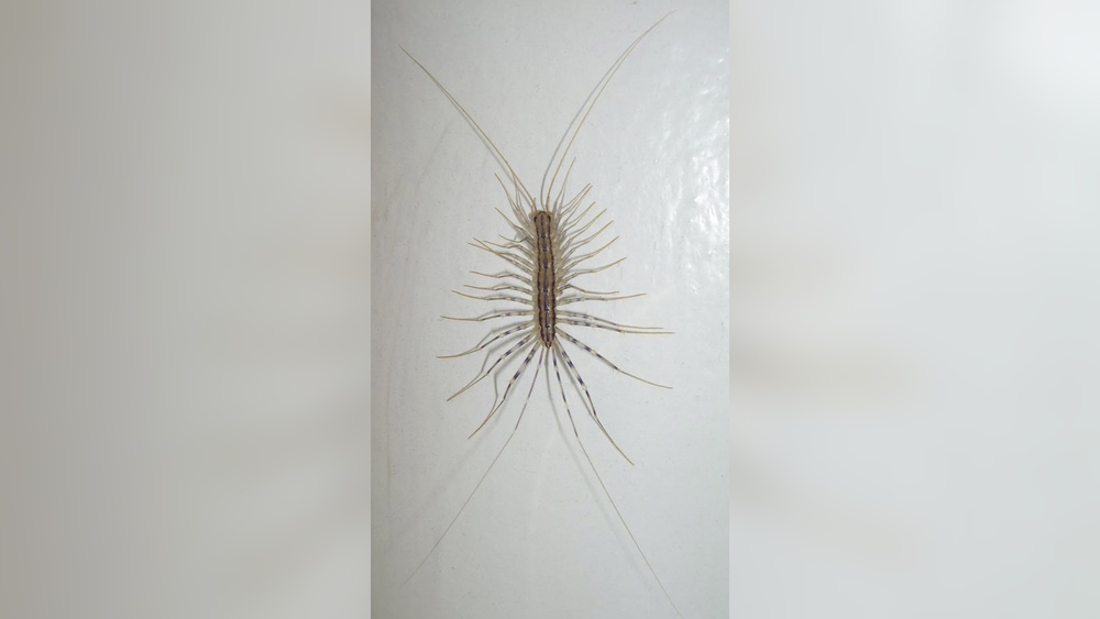 How Many Legs Does a House Centipede Have