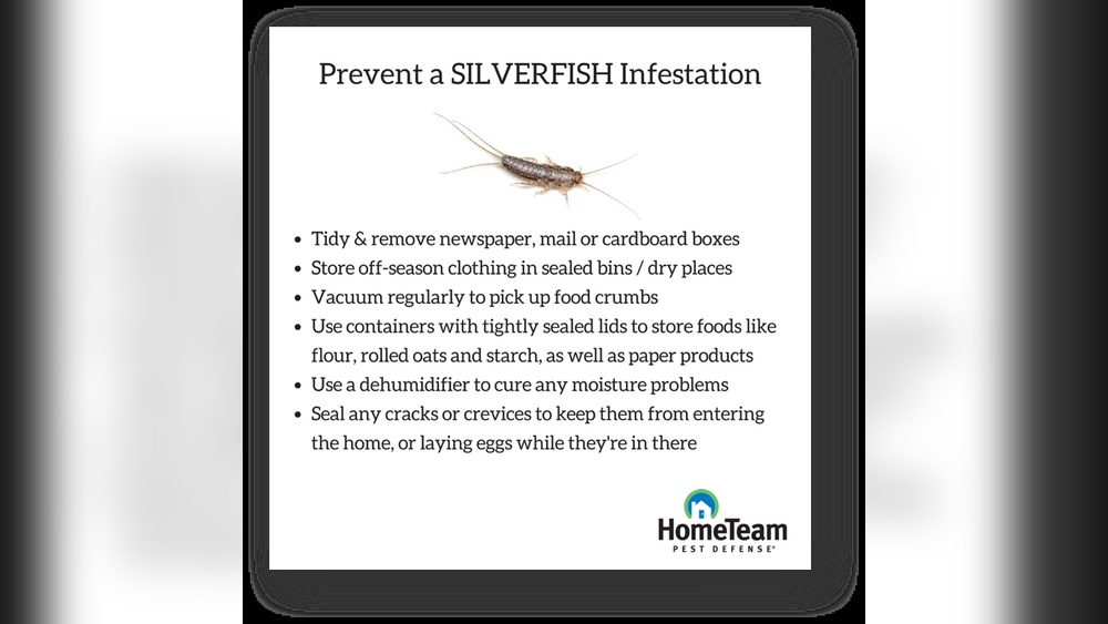 How Many Silverfish is an Infestation