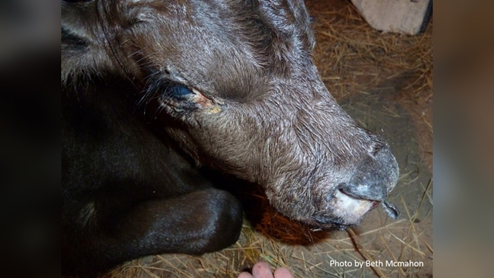 How Much Cattle Do Ants Kill a Year