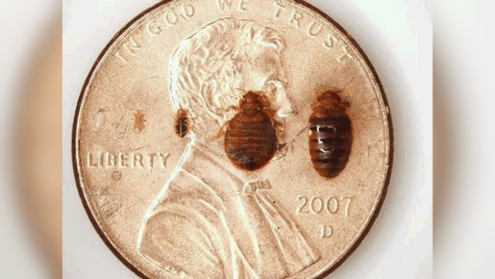 How Much Does It Cost for Bed Bug Exterminator