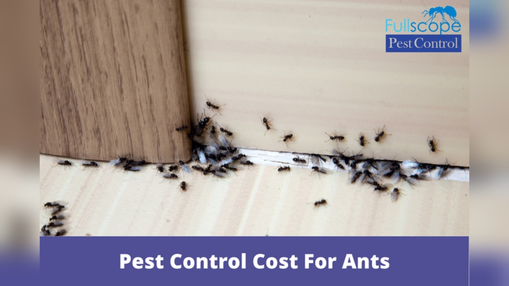 How Much Does Pest Control Cost for Ants
