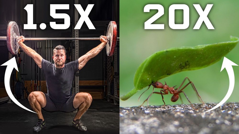 How Much Weight Can an Ant Lift
