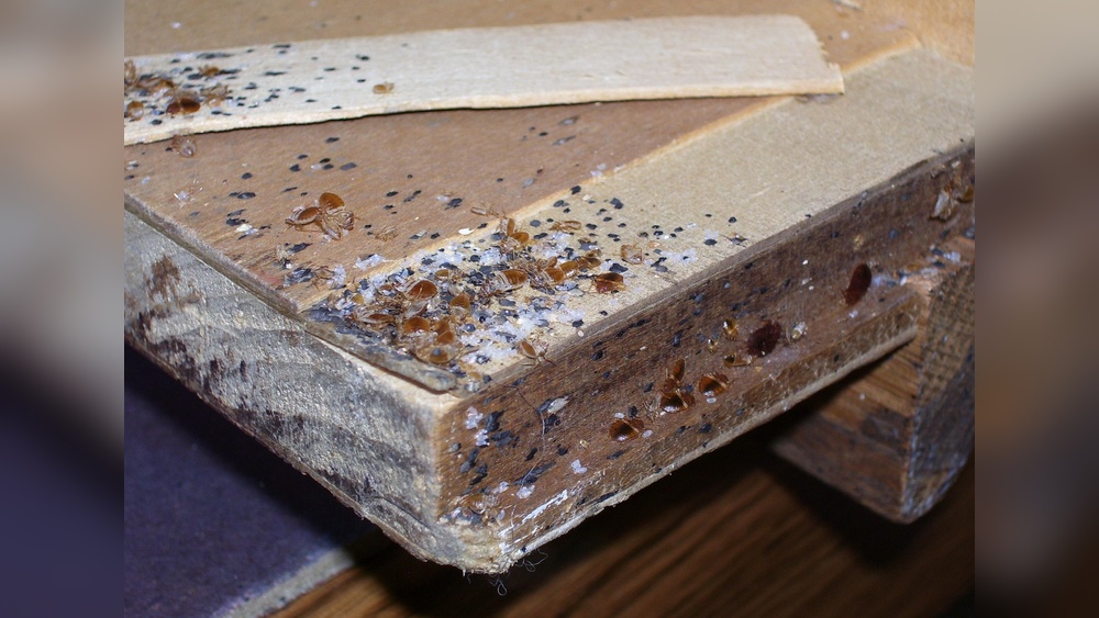How Often Do Bed Bugs Lay Eggs