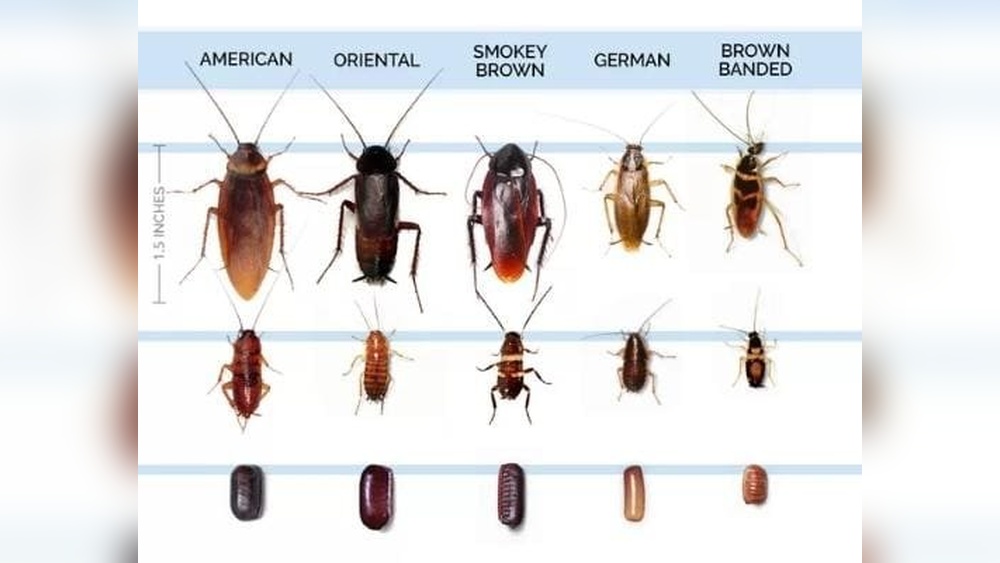 How Small Can Cockroaches Be