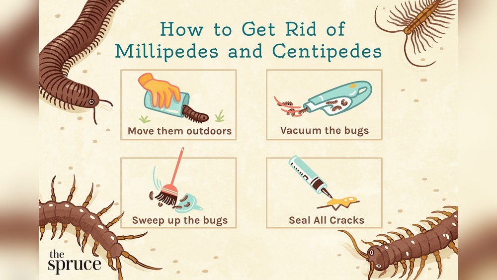How to Catch a House Centipede