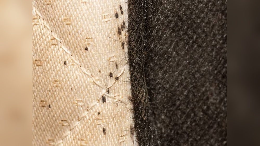 How to Check for Bed Bugs on a Mattress