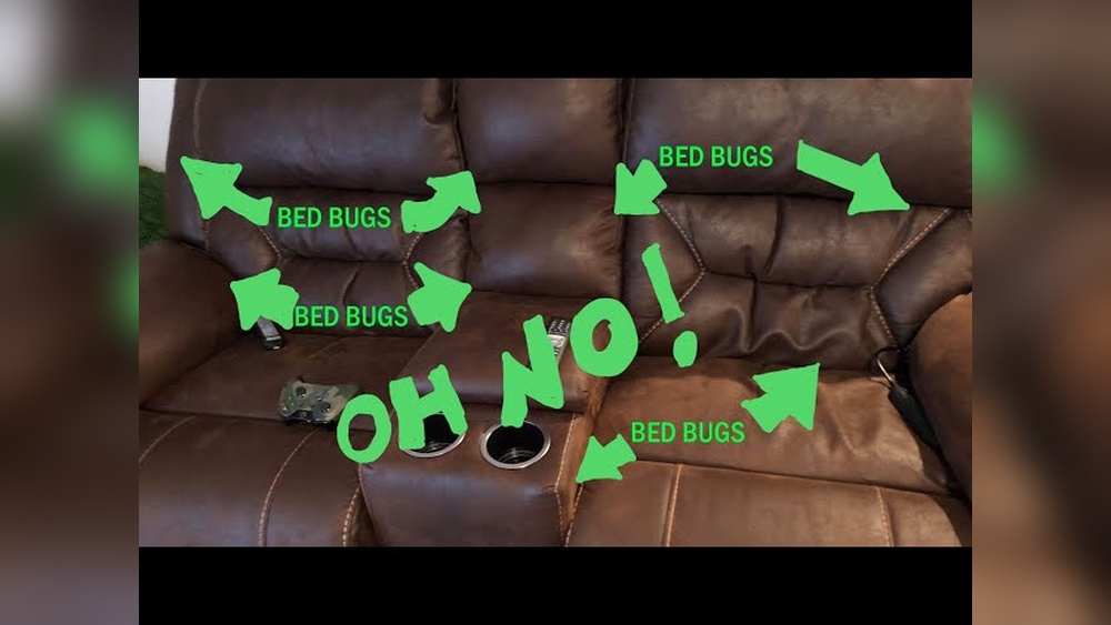 How to Check for Bed Bugs on Couch