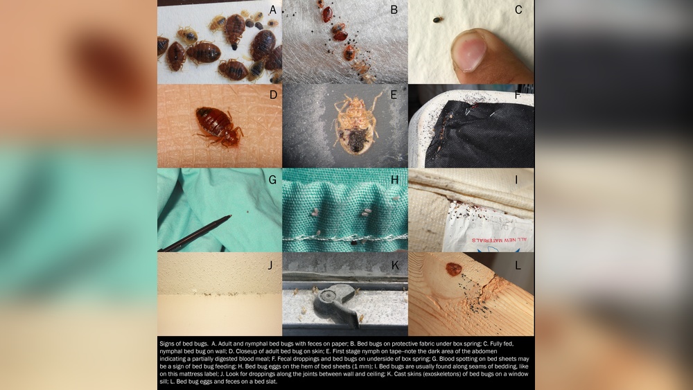 How to Check for Bed Bugs With Flashlight