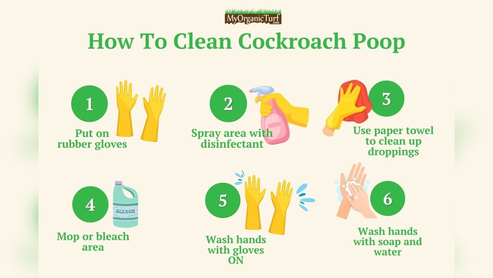 How to Clean Cockroach Poop