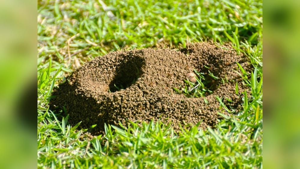 How to Control Ants in Lawn