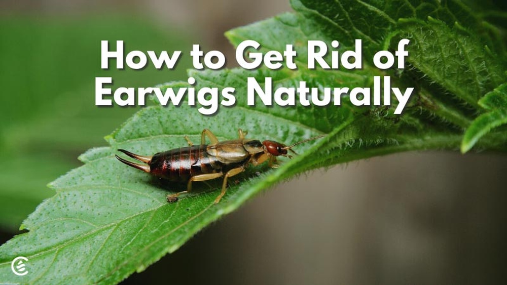 How to Control Earwigs Naturally
