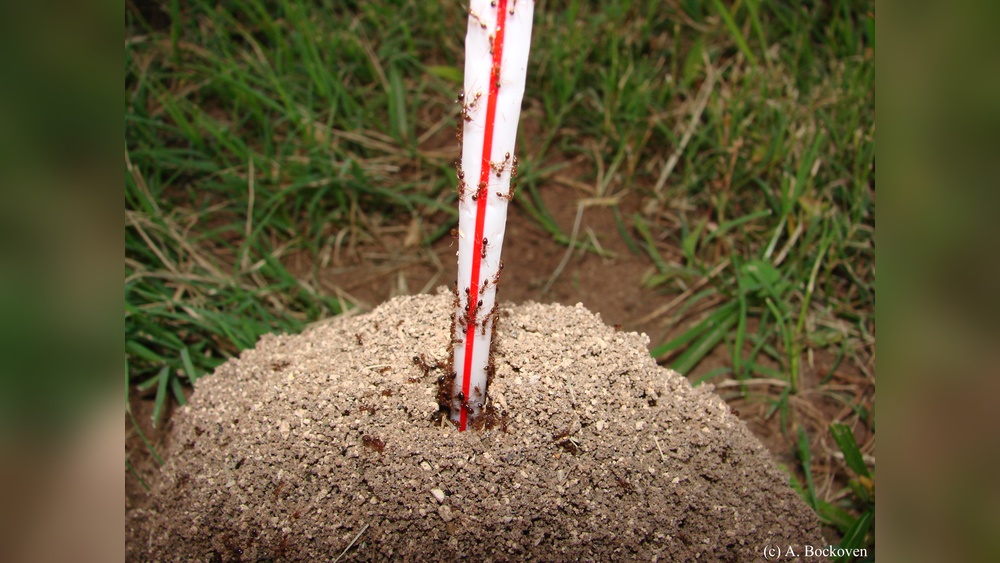 How to Destroy Fire Ant Mounds