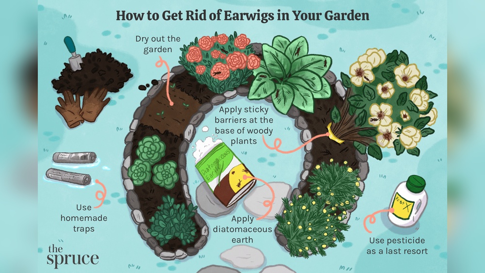 How to Eradicate Earwigs in the Garden