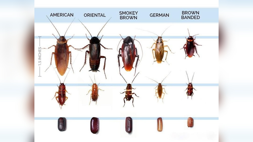 How to Find Where Cockroaches are Coming from