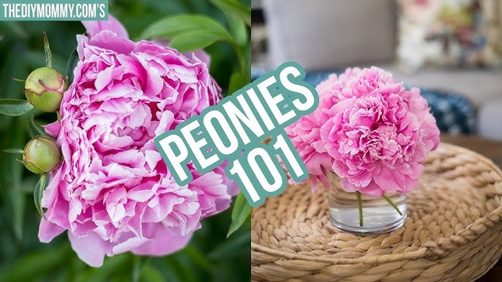 How to Get Ants off Peonies