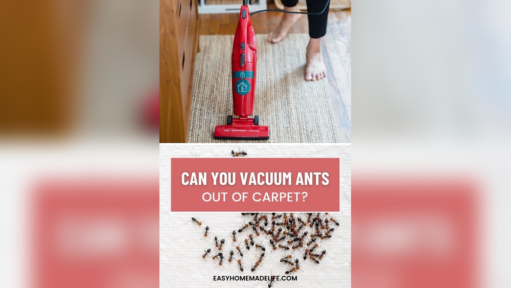 How to Get Ants Out of Carpet