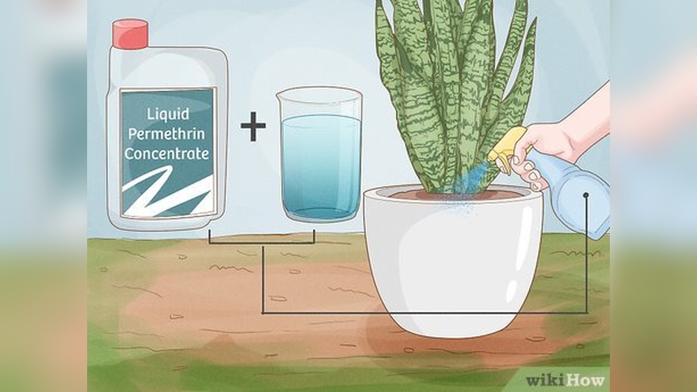 How to Get Ants Out of Potted Plants