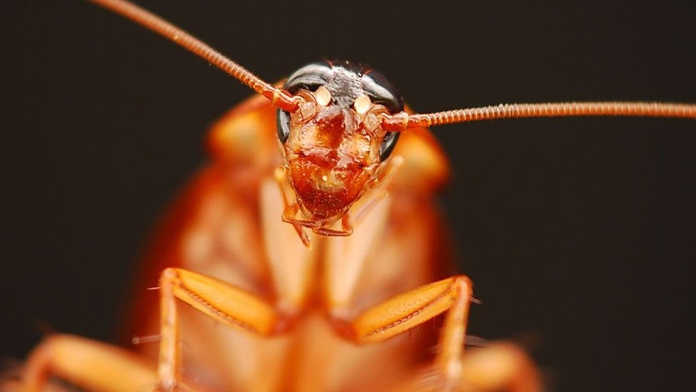 How to Get Over a Fear of Cockroaches