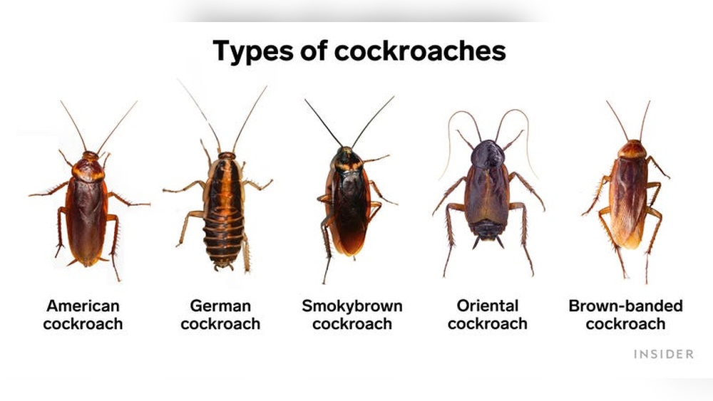 How to Get Rid of American Cockroach