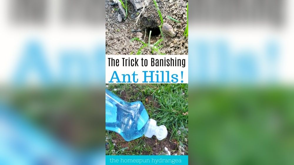 How to Get Rid of Ant Mounds in Lawn