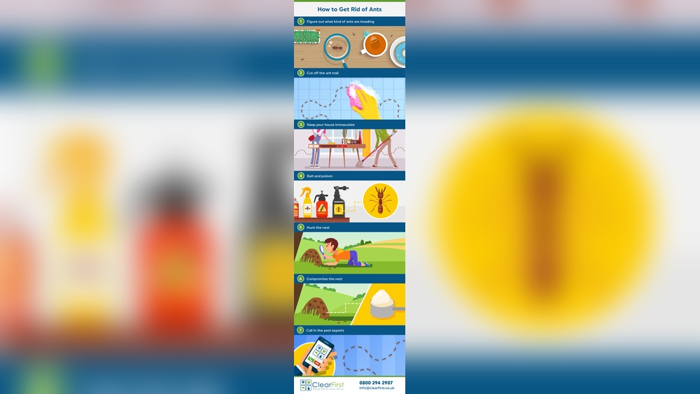 How to Get Rid of Ant Trails