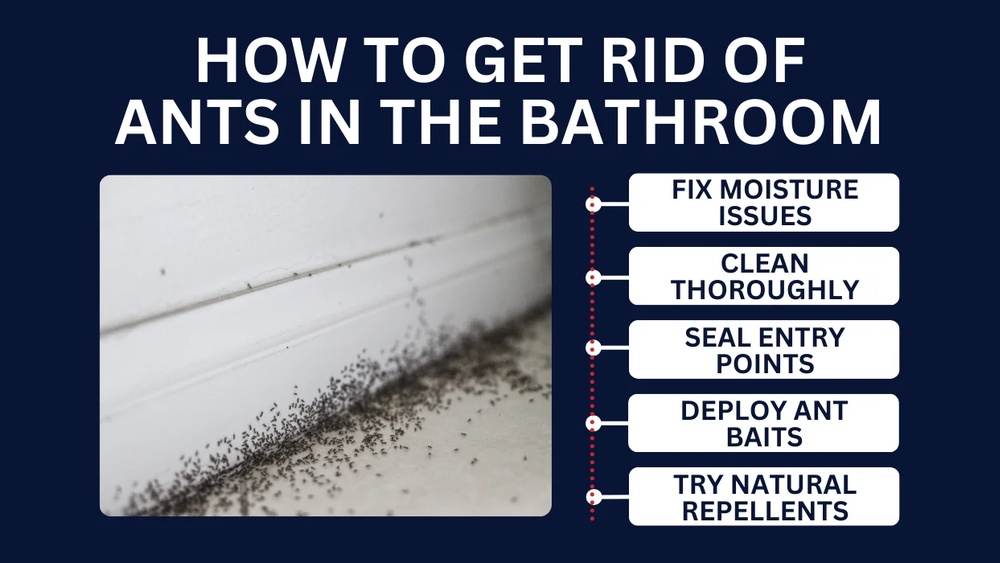 How to Get Rid of Ants in the Bathroom