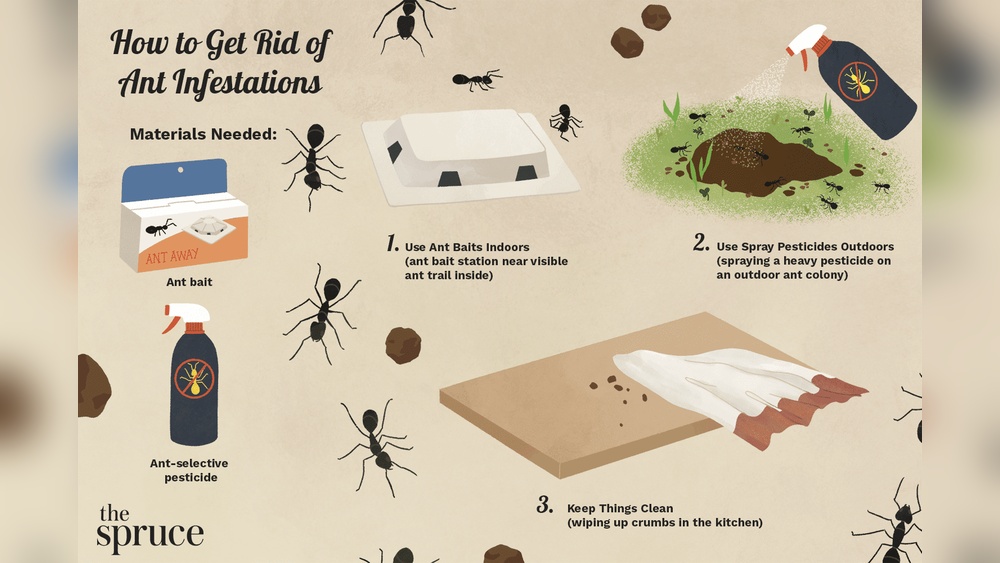 How to Get Rid of Ants in the Room