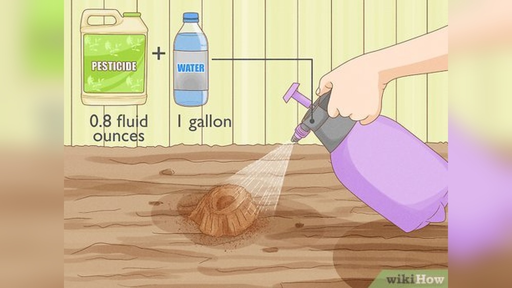 How to Get Rid of Ants Outside Permanently