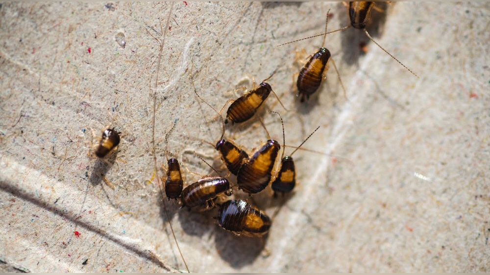 How to Get Rid of Baby Cockroaches