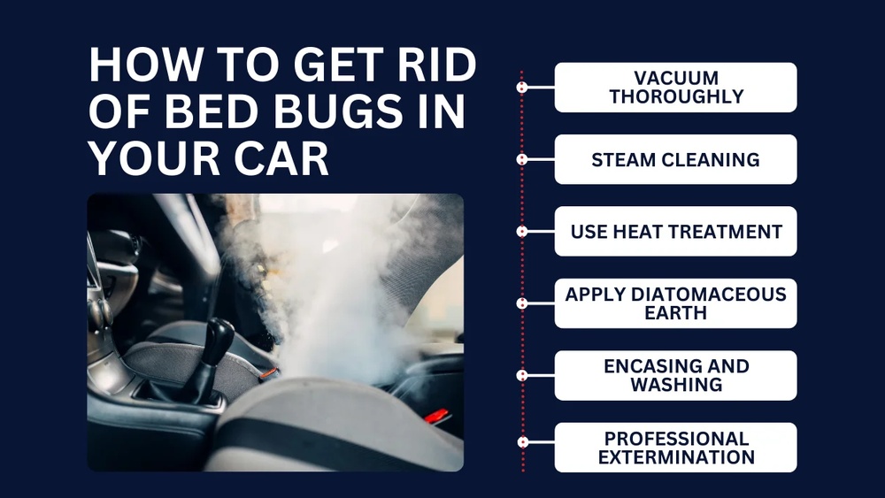 How to Get Rid of Bed Bugs in the Car
