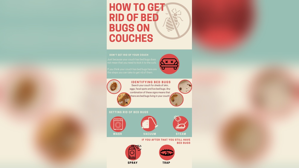 How to Get Rid of Bed Bugs in the Couch