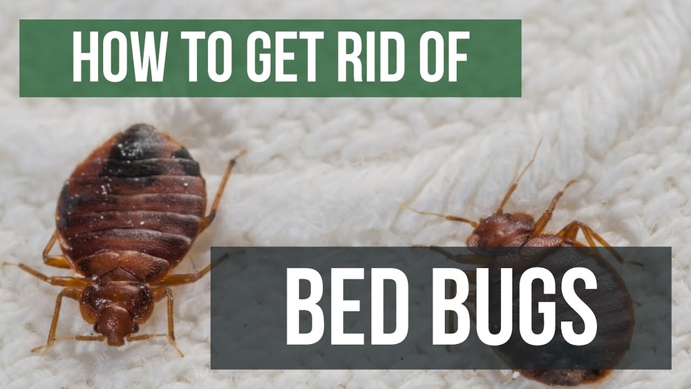 How to Get Rid of Bed Bugs Permanently