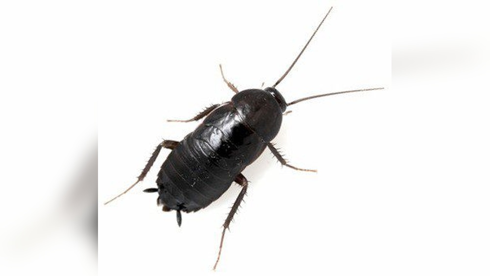 How to Get Rid of Black Cockroaches