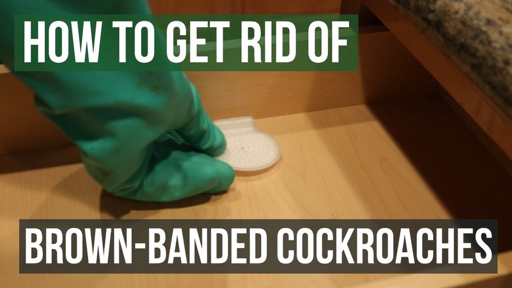 How to Get Rid of Brown Banded Cockroach