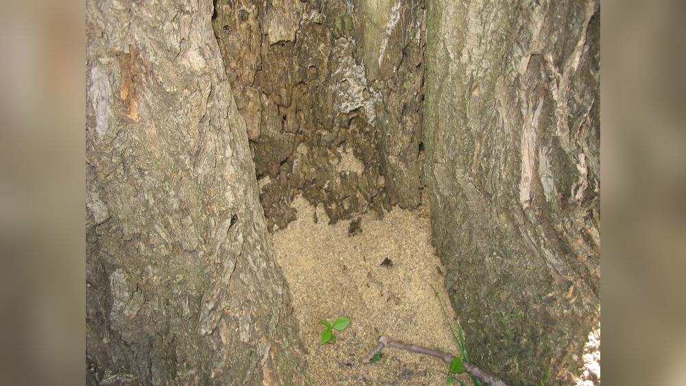 How to Get Rid of Carpenter Ants in Trees