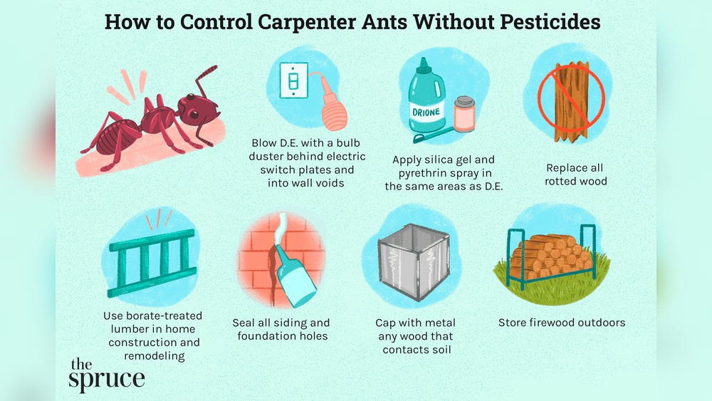How to Get Rid of Carpenter Ants in Walls