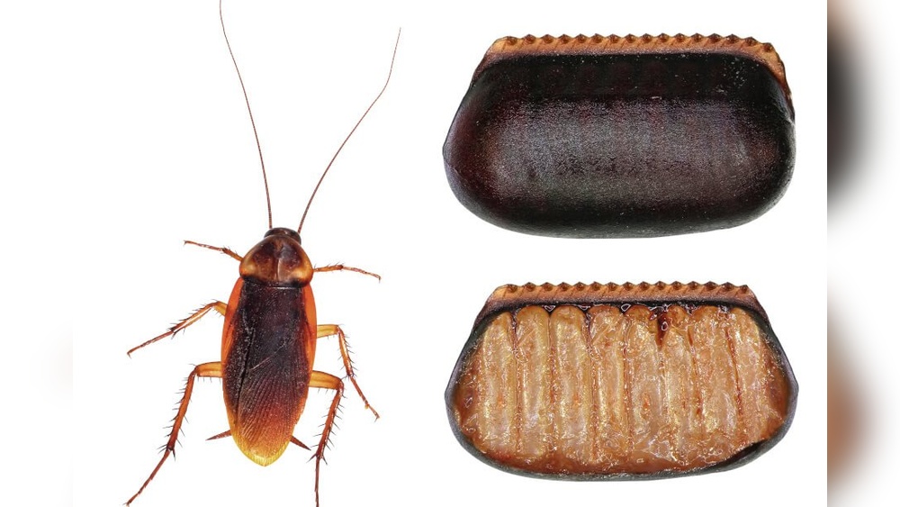 How to Get Rid of Cockroach Eggs