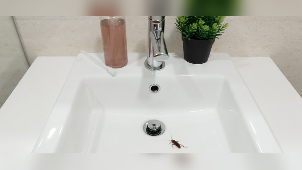 How to Get Rid of Cockroaches in Drains