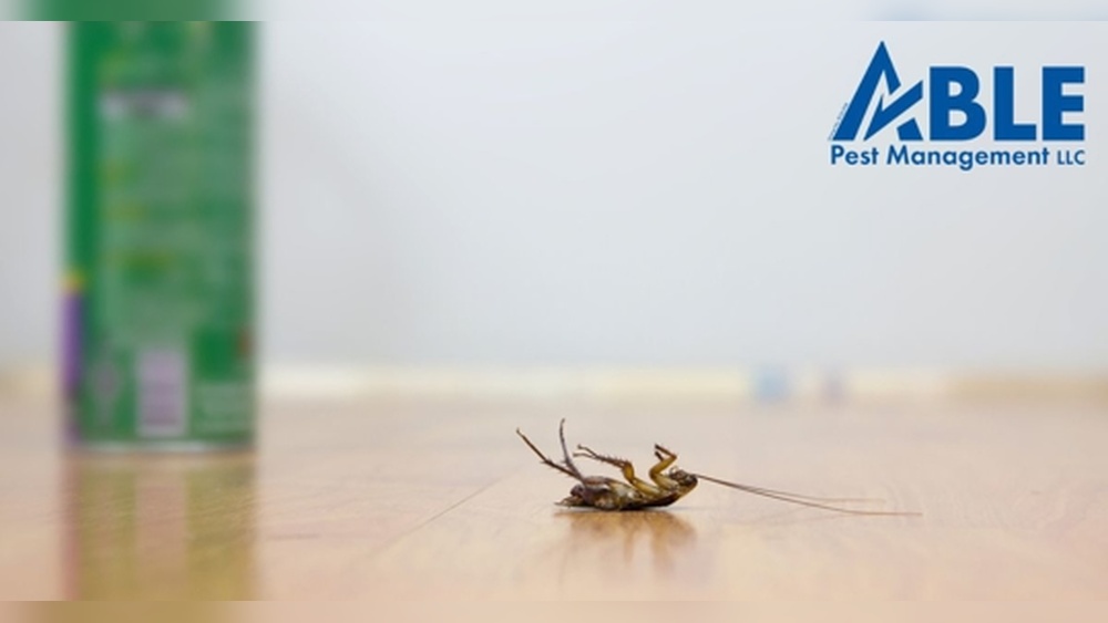 How to Get Rid of Cockroaches in Hawaii